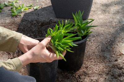 Houseplants Go Outdoors: “In-and-Out” Plants Come Back Inside in Fall