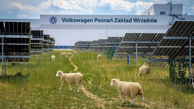 You Think Your Electric Lawnmower is Eco Friendly? Volkswagen Just Replaced Its Lawnmowers With Sheep