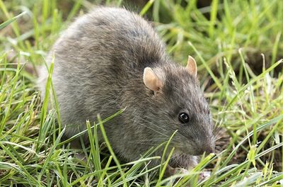New Mexico Officials Warn Residents Of Health Risk After Wild Rat Tests Positive for Plague