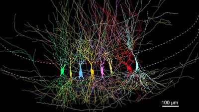 We remember little to nothing of early childhood — and a recent mouse study may help explain why