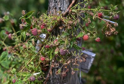 Cyclospora Can Cling to Tiny Hairs on Raspberries: Here's the Produce Safety Guide You Need This July