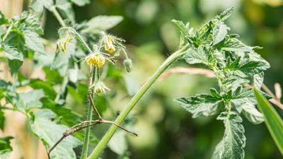 Why does my tomato plant have lots of leaves but no fruit? Here’s why and how to fix it