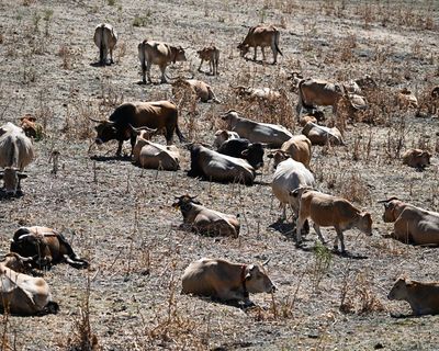 Western Europe records hottest-ever June as heatwaves intensify