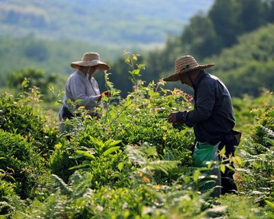 Teatime in Tbilisi: Georgia’s Soviet-era plantations brew up a renaissance