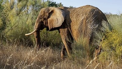 Portugal's last circus elephant finds refuge in Alentejo sanctuary