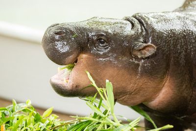 Happy birthday, Moo Deng: Thai zoo plans three-day birthday bash for viral pygmy hippo