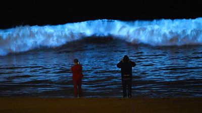 Why do California’s beaches glow blue at night and what causes this stunning bioluminescent phenomenon