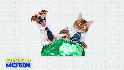 Dogs and cats at work: Yes or no? Here are Europe's most pet-friendly countries