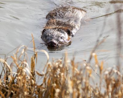 ‘It makes your heart sing’: can a pioneering project show that rewilding really works?