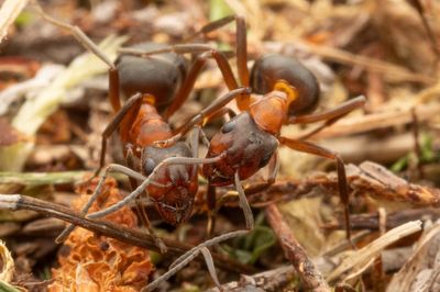 Ant queen and colony found living on King’s Balmoral estate