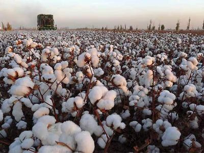 Cotton sowing picks up in July as monsoon revives, still below last year