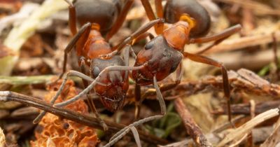 Delight as 'very rare' ant queen found in second-ever Scottish location