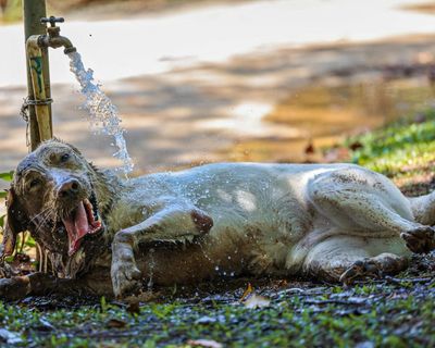 Pets can suffer heatstroke even when resting, UK vets warn