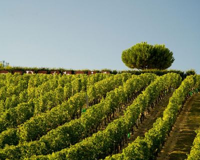 Popping the cork for crémant, the affordable alternative to champagne