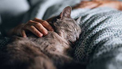 Why does your cat suddenly become loving at night? Experts reveal the secret meaning behind your pet’s strange daily behavior