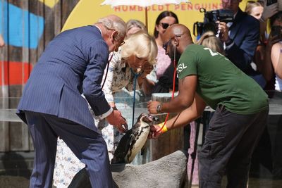 Watch: King gives ‘well-behaved’ penguin a health check at London Zoo