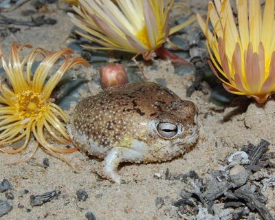 Species’ ingenious survival strategies no match for human destruction, red list reveals