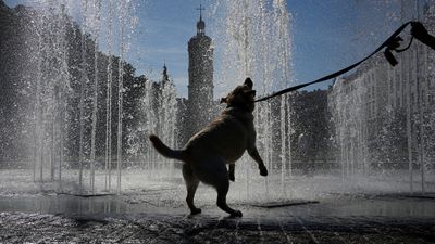 La Vie en Paws: Inside France's love affair with pets