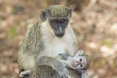 Green monkeys brought from West Africa as pets aboard slave ships during the 1600s escaped into the Caribbean, where they multiplied into thousands and now destroy millions of dollars' worth of crops every year