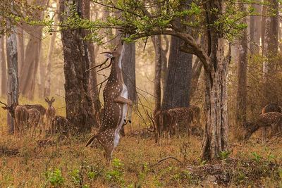 Hawaii released axis deer for recreational hunting in the 1860s, but with few predators, the animals multiplied into tens of thousands, stripping vegetation, damaging farms and accelerating erosion across Maui