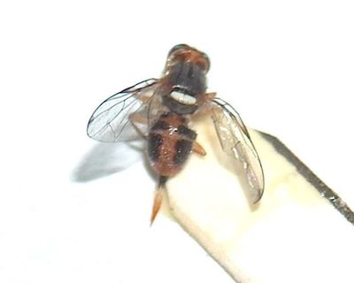 California accidentally introduced the olive fruit fly in 1998, and within five years, it had spread across every olive-growing region, forcing growers into permanent pest-control programs that transformed the state's olive industry.