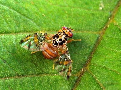In 1980, California released more than 1.5 billion sterile Mediterranean fruit flies after an invasive outbreak threatened over 250 crops, eradicating the infestation before it could permanently invade California's orchards