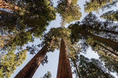 After a devastating famine, the Soviet Union planted 5,320 km of giant tree belts in 1948, hoping to transform the climate itself. Still, the world's largest forest-engineering experiment was largely abandoned after Stalin's death