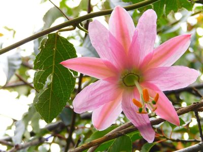 Hawaii introduced banana poka in the early 1900s for its edible fruit and ornamental flowers: Birds scattered their seeds, and it eventually climbed into rainforests, where it now smothers trees beneath dense curtains of vegetation