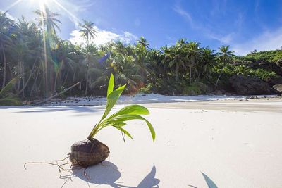 Australia's Christmas Island in the early 1900s was accidentally invaded by yellow crazy ants arriving in cargo shipments, but the insects went on to kill more than 15 million red crabs, allowing rainforest trees to decline and permanently reshaping the island's forests
