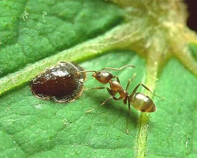California accidentally imported Argentine ants in the early 1900s, but the invasive insects now protect aphids across citrus orchards, allowing sap-sucking pests to multiply and damage millions of dollars' worth of fruit each year