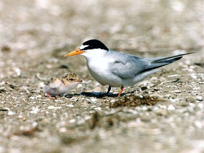 In the 1970s, the United States began fencing off miles of California beaches each summer after the California least tern population collapsed; today, nesting colonies have spread along the Pacific coast