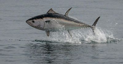 Questions as UK Government gives Scotland nothing from huge new tuna fish quota