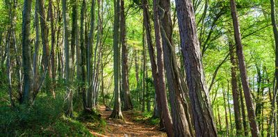 Heatwaves: why British trees are shedding branches and dying