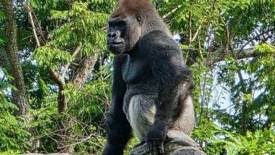 ‎Meet Bakari, the 21-year-old gorilla chosen to lead Disney's famous troop after the death of its longtime silverback