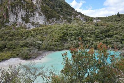 A New Zealand forestry village that lost most of its jobs after industry reforms could become the country's first integrated wood-processing hub, turning timber into biofuels, aviation fuel, and high-value chemicals