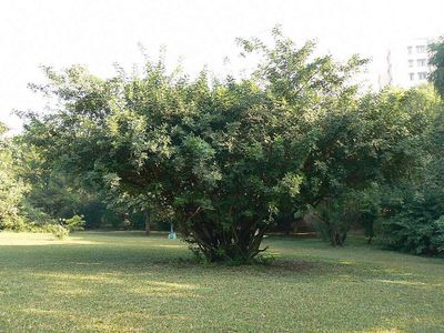 Florida imported Brazilian pepper from South America in the late 1800s to beautify gardens, but birds feasted on its bright red berries and spread it until dense forests smothered native wetlands and woodlands