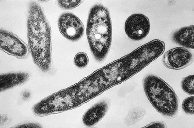 Legionnaires’ outbreak rocks New York as experts warn of rising climate threat