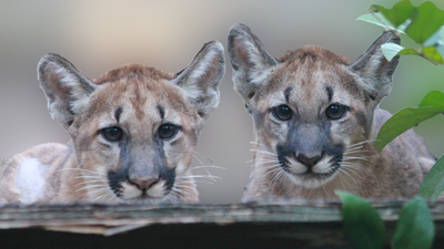 In 1995, the United States brought eight female Texas cougars to Florida after fewer than 30 panthers survived, many suffering from severe inbreeding, heart defects, and kinked tails: The bold genetic rescue helped the population rebound to more than 200 wild cats