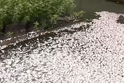 Step aside Reflecting Pool algae bloom — ‘pistachio tide’ is killing hundreds of fish in Baltimore harbor