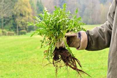 Beaumont, CA Weed-Abatement Season Starts May 15: Ignore It and You’ll Get a Bill