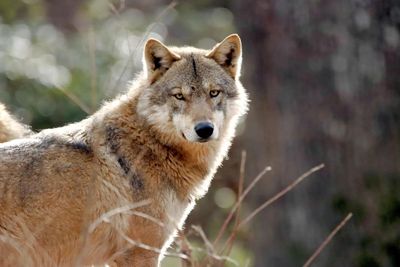 Did ancient humans bring wolves across the sea? Scientists discover 5,000-year-old remains on this remote island