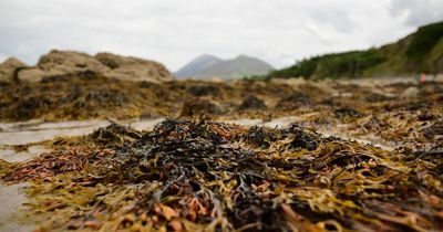 Jobs lost as pioneering Scottish marine company falls into administration