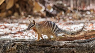 Numbats no longer endangered but threat far from over