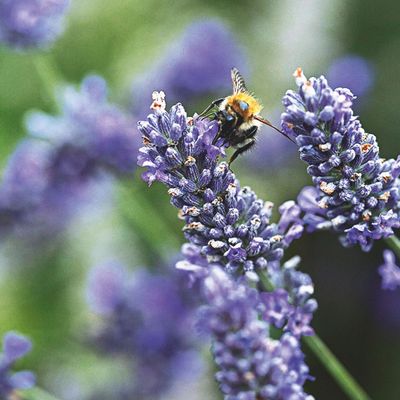 The plants people with drought-tolerant gardens always grow – they'll thrive through the hottest, driest summers