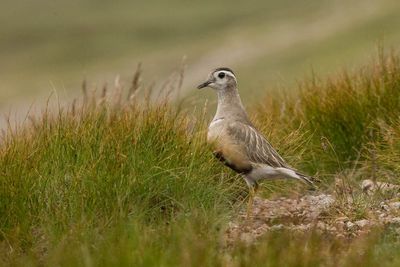 Climate change pushing wading bird to brink in UK as numbers fall 89% – experts