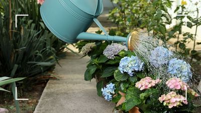 How often should you water hydrangeas in hot weather? Gardening experts explain how to stop your flowers from wilting
