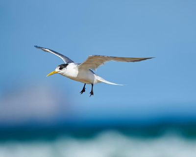 Deadly H5 bird flu found in local Australian seabird for first time