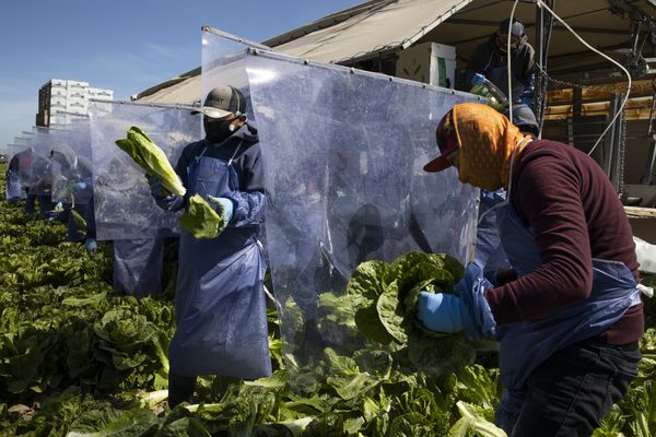 Michigan Cyclospora Outbreak Tops 992 Cases in Two Weeks, Nearly 20 Times the State Average