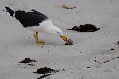 First case of deadly H5N1 confirmed in Australian seabird