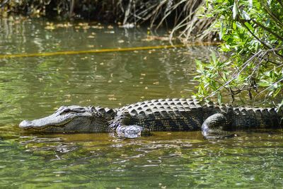 Pennsylvania Dad Fearlessly Saves His 11-Year-Old Son From Brutal Alligator Attack in Florida